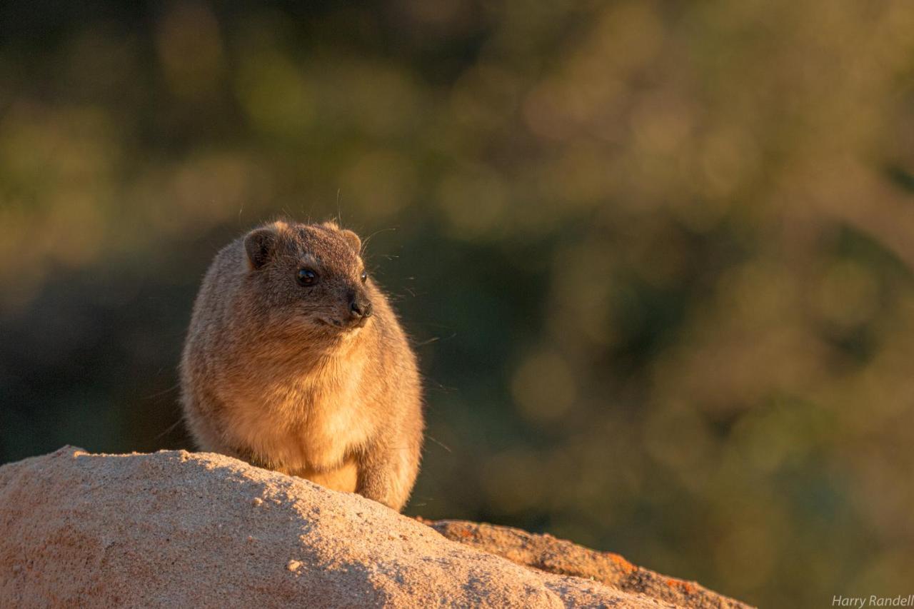 Matopos Big Cave Campヴィラ エクステリア 写真